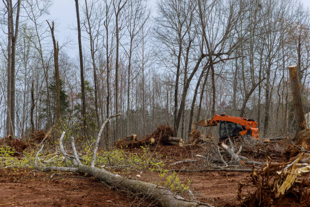 Black Hammock, FL Tree Removal Services Company