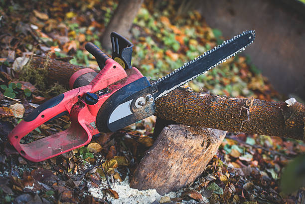 How Our Tree Care Process Works  in  Black Hammock, FL